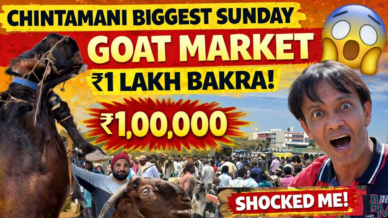 Chintamani Biggest Sunday Goat Market 🐐 | ₹1 Lakh Bakra Shocked Me 