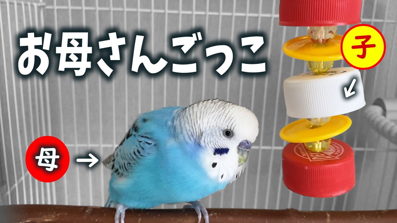 インコのお母さんごっこ おかしな子守唄ｗ Youtube 子守唄 インコ 犬