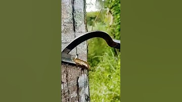 cool technique for tapping rubber plants #shorts