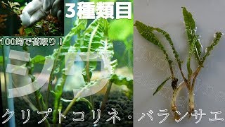 水草 クリプトコリネ バランサエを導入 100均のアイテムで 緑苔も退治したぜ ふぶきテトラ Youtube 水草 クリプトコリネ バランサエを導入 100均のアイテムで 緑苔も退治したぜ ふぶきテトラ Youtube