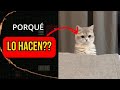 PORQUÉ LOS GATOS SE ESCONDEN CUANDO LLEGAN PERSONAS A LA...?🤔👀