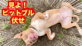 【ピットブル】ポテトに東大阪を教えたら凄かった by ポチパパ ちゃんねる【保護犬達の楽園】 8,996 views 4 weeks ago 8 minutes, 6 seconds