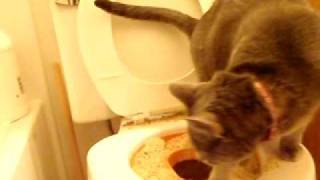 Second Phase Of Cat Toilet Training.avi