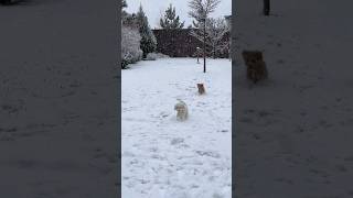 ASMR & Christmas Music with Dogs in the Snowfall ️