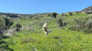 Golden retriever catches a butterfly [dog reaction] by Happy Life With Golden 274 views 1 month ago 48 seconds