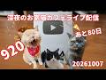 深夜のお家猫カフェライブ配信　９２０　あと８０回