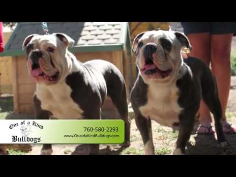 one of kind bulldogs