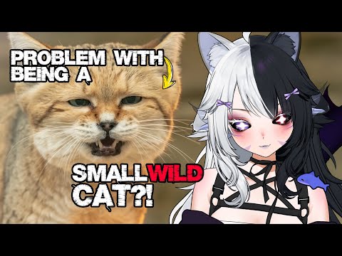 This Changed How I See Small Wild Cats | Casual Geographic Reaction