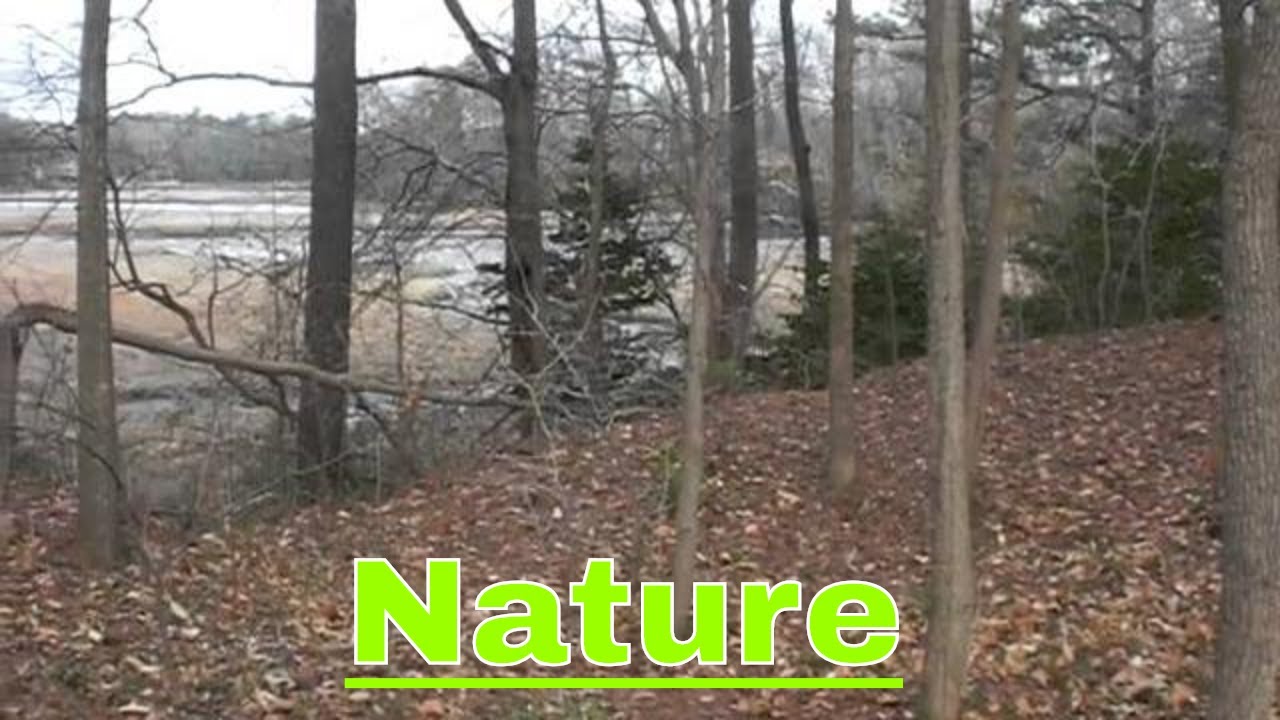 Brackish Marsh at the End of the Poquoson River YouTube