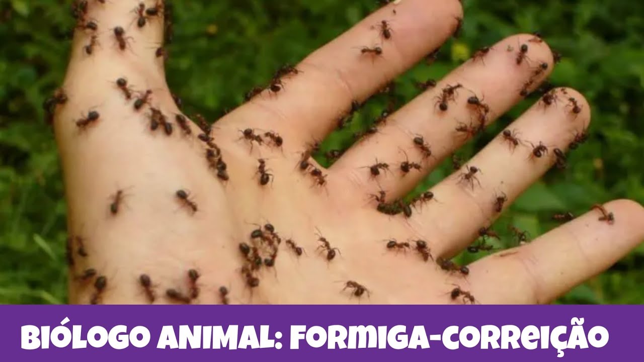 Biólogo ANIMAL: formiga-correição
