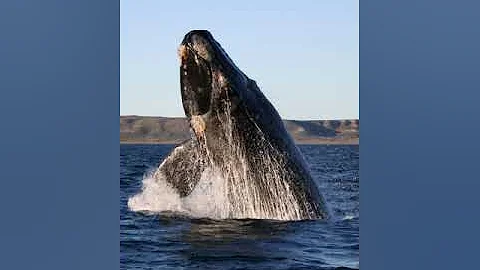 Whale | Wikipedia audio article