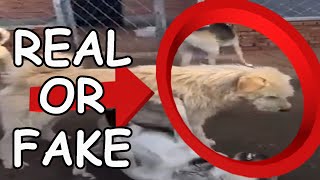 REAL OR FAKE TEST !