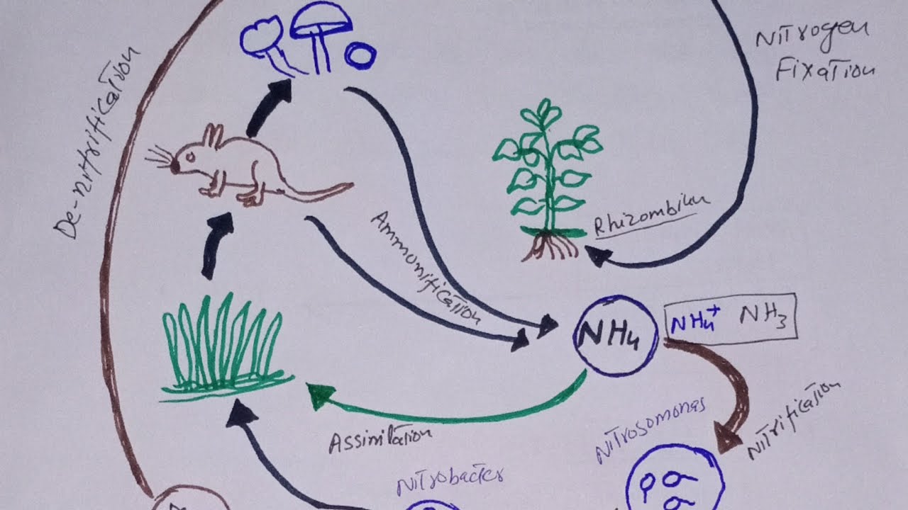 Nitrogen Cycle (Biogeochemical cycles) Hindi Urdu lecture YouTube