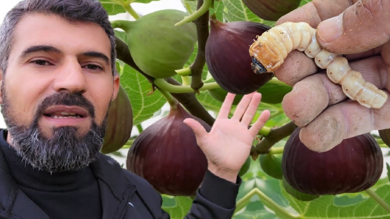 أخطر دودة ممكن تصيب شجرة التين بهاي الطريقه اخرجتها من شجرة