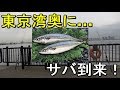【若洲海浜公園】釣った鯖でサバの味噌煮を作りたい！【2018.09.13】