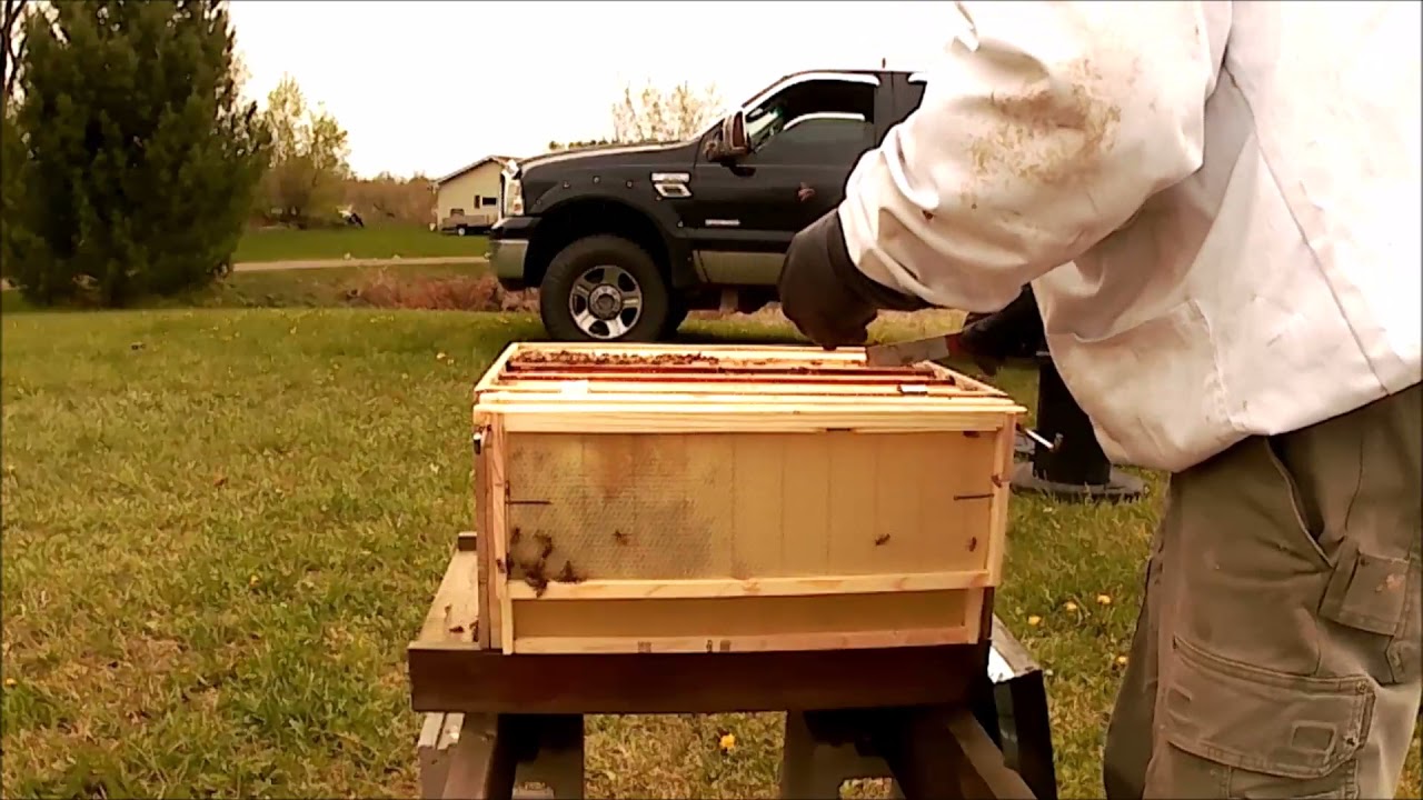 First Beekeeping Inspection Honey Bee Italian Apiary Nuc, Package install Northwest Wisconsin 5