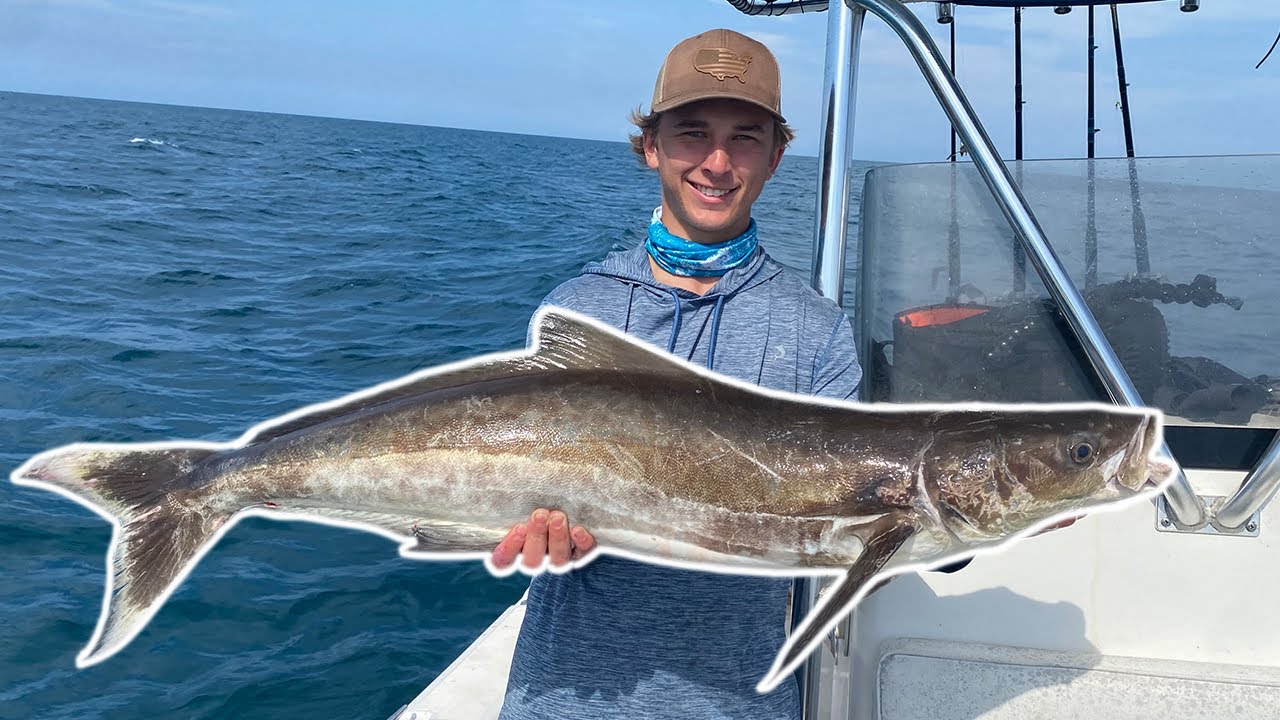 Cathcing BIG Cobia! (Surrounded By SHARKS)