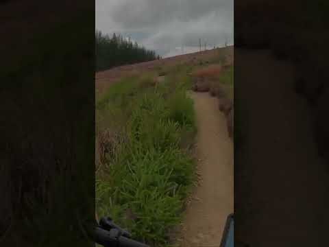 Glenlivet mtb. Glenlivet Blue Trail. Short 1. Downhill mtb. Singletrack mtb. Cairngorms mtb. #shorts