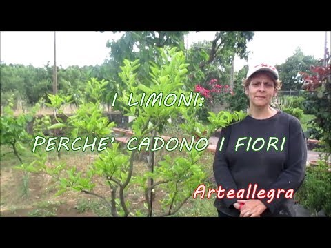 Video: Fiori che cadono sugli alberi di limone: motivi per cui i fiori di limone cadono