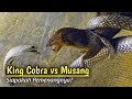 Merinding !!! Pertarungan Sengit King Cobra Versus Musang