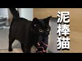 靴下のことが大好き過ぎる黒猫姉妹