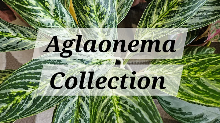 Aglaonema Collection | Chinese Evergreen