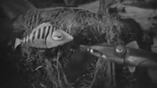 Diver Dan -  The Volcano  - Episode 35