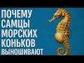Это существо рожает своих детёнышей через половой орган? Факт, в который наука отказывалась верить!
