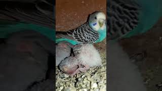 Budgie bird egg hatching Chicks Growth Day 15 #Viral #Shorts