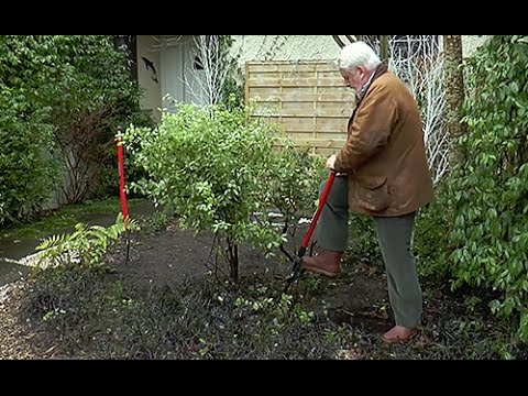 Vidéo: Déplacer un Pittosporum - Quand puis-je transplanter des arbustes Pittosporum
