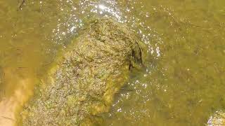 Как купаться в такой воде, люди брезгуют Тина, водоросли, мошка в Анапе Джемете Краснодарский край