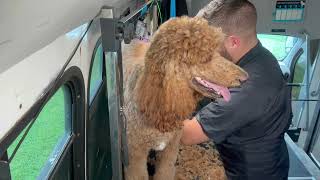 Grooming Standard Poodle