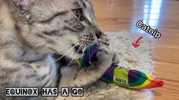 All 4 cats fight over the catnip rainbow (controversial song warning)