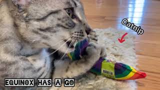 All 4 cats fight over the catnip rainbow (controversial song warning) by MyEgyptianMau 189 views 3 years ago 1 minute, 45 seconds