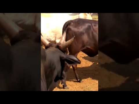 Tri-Horn Cow || ViralHog
