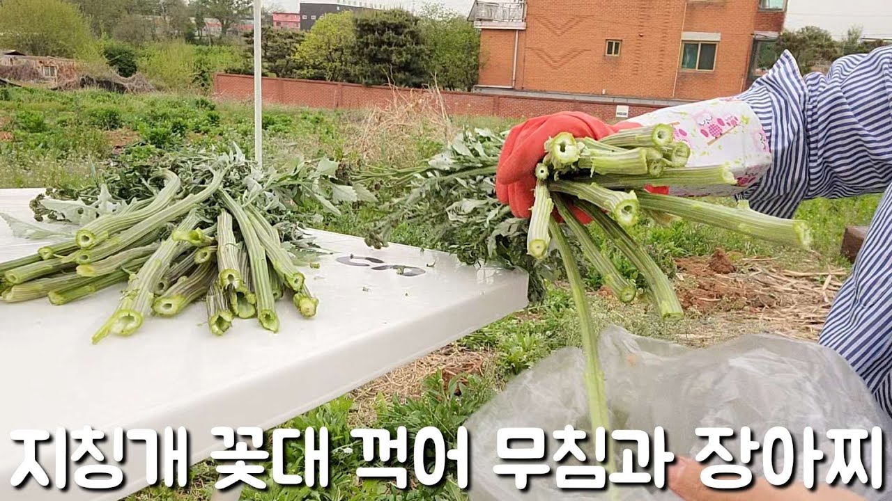 지칭개 꽃대를 활용해 맛있는 반찬 만들어 보세요