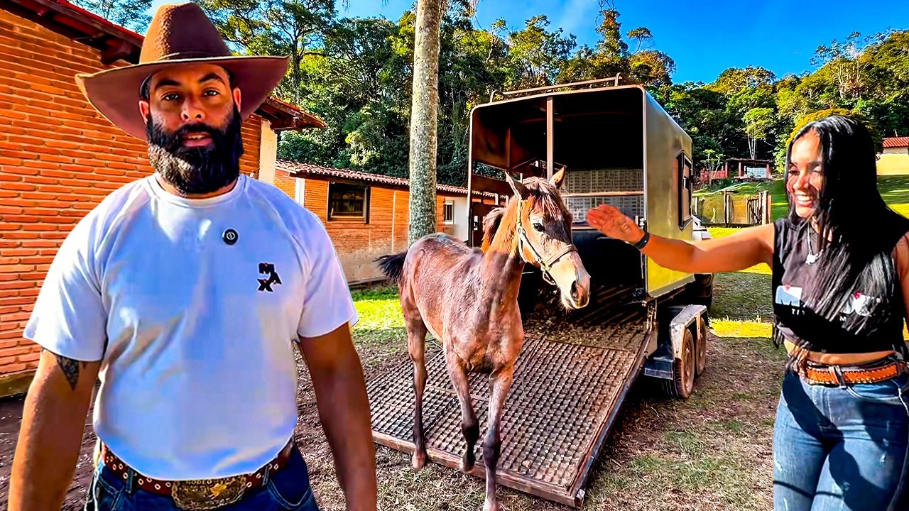 RECEBEMOS NOSSO POTRO ARABE!