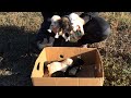 A beautiful story of seven puppies abandoned in cardboard box