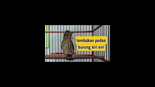 Download Lagu Masteran pedas ‼️ tembakan tajam burung siri siri, jeda NATURAL gemercik air, murai batu  MP3