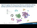 Accelerating the Discovery of Therapeutic Antibodies Using High Throughput SPR