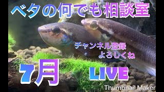 ベタの何でも相談室　20190701　今から焼き肉だ＝3＝3と思ったら3日だった(笑)