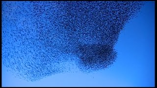 Starling murmurations tracked by you