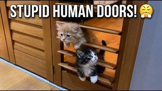 Cat Voiceover Moments That Are Pure Comedy