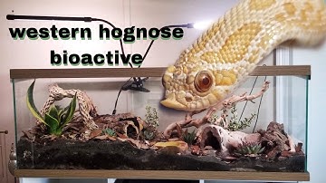 western hognose bioactive build