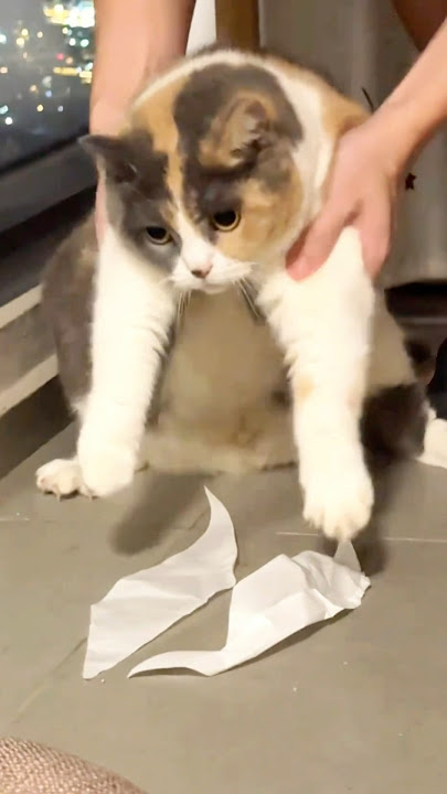 Detik detik ngreog 🗿 #kucing #kucinglucu#catlover #catvideos #cat