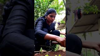 കൃഷി🌱#silpaasokan #viralshort #youtube #trending #subscribe #dayinmylife #dailyvlog #food #love #art