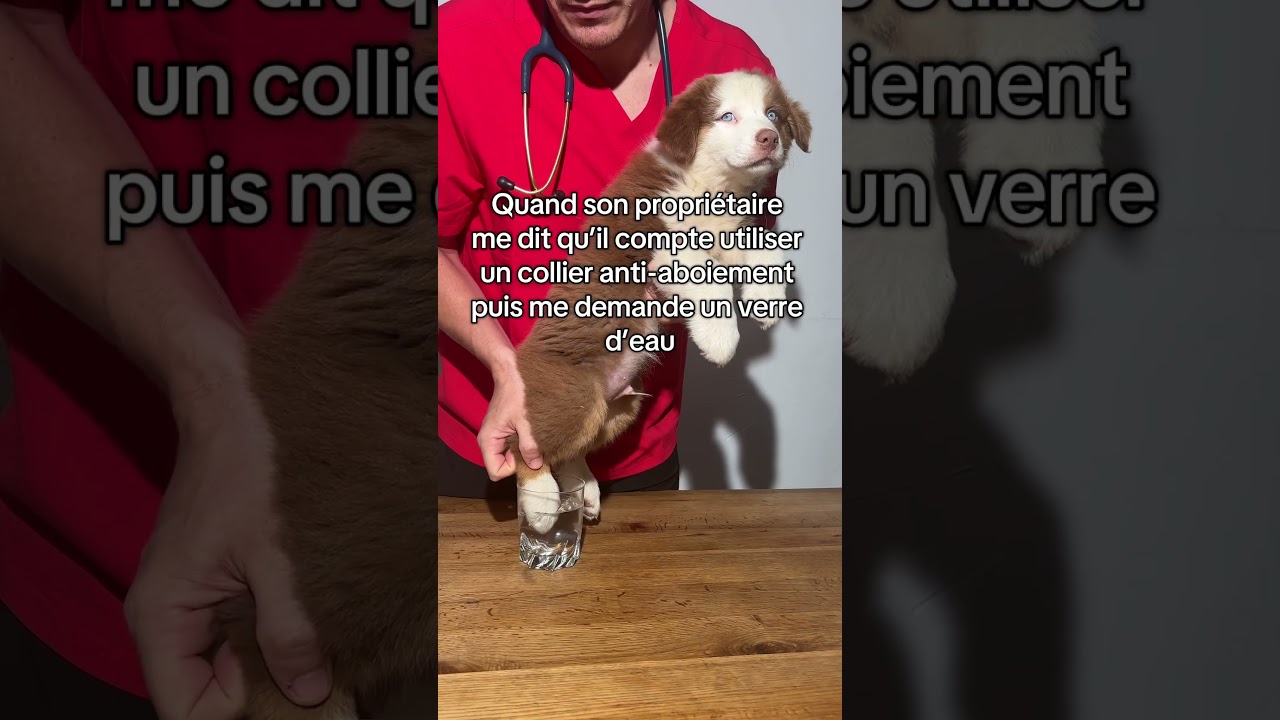 Je venge ceux qui ne parlent pas #vet #chien #dog #australianshepherd