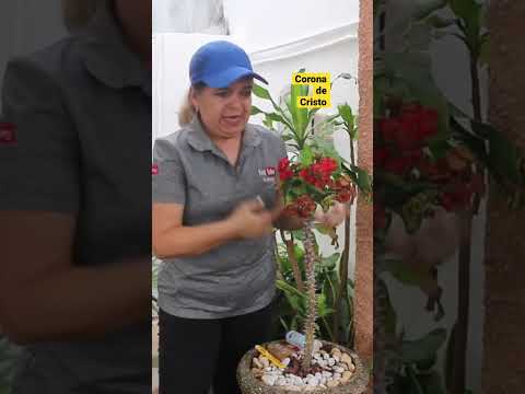 Videó: Koronás kaktusz termesztése: A koronakaktusz növények gondozása