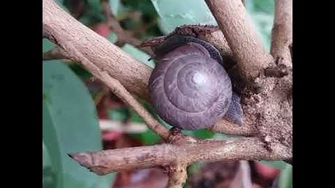 Mùa vải thiều Lục Ngạn quê em