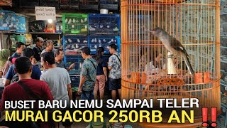 GACOR TELER ! SPEK RAPET MURAI 250RB JADI REBUTAN DI PASAR BURUNG PRAMUKA HARI INI 